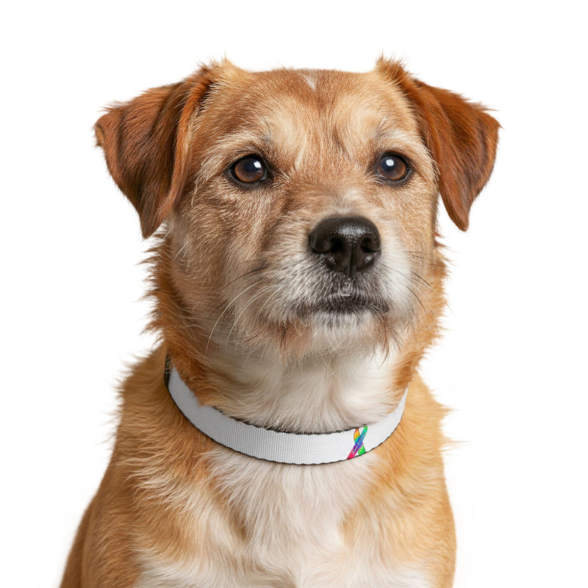 White Clip-On Pet Collar with Lightweight Dog Collar